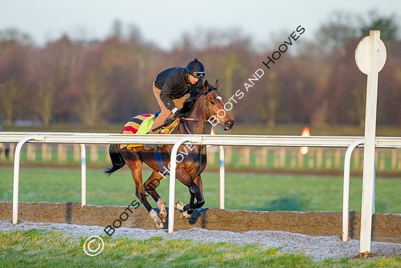 Newmarket Gallops