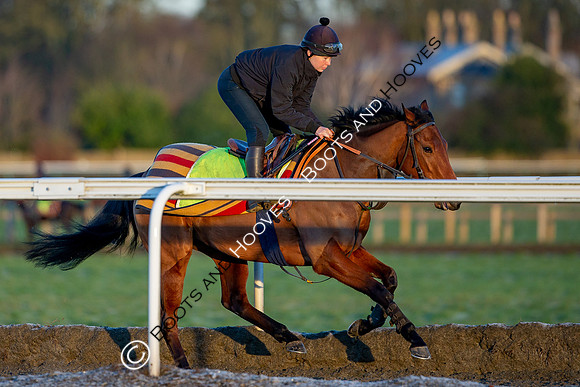 Newmarket Gallops