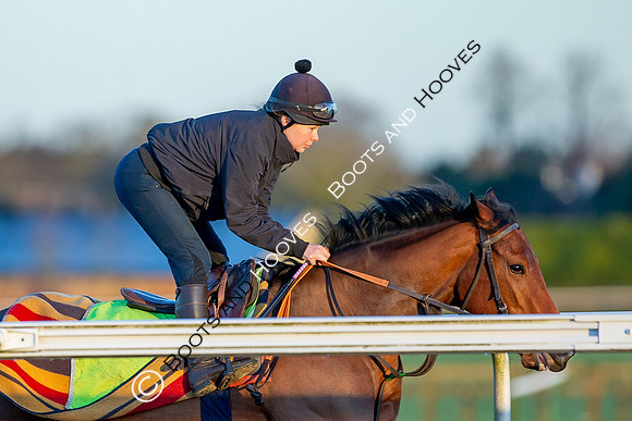 Newmarket Gallops