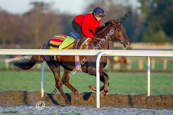 Newmarket Gallops
