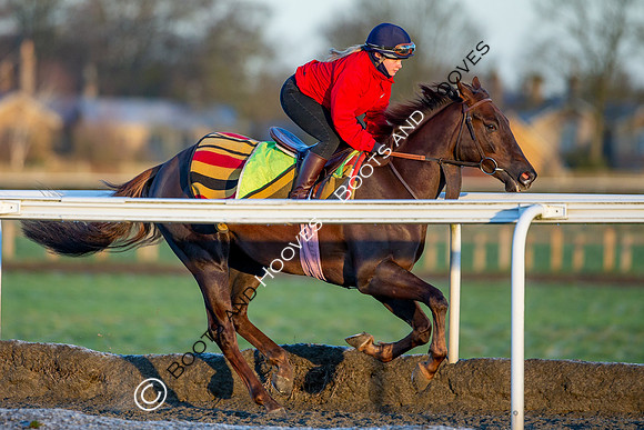 Newmarket Gallops
