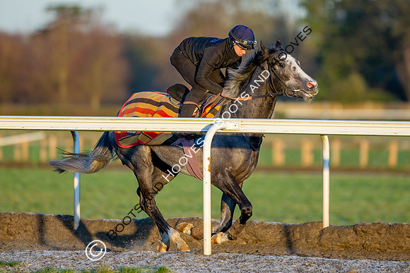 Newmarket Gallops