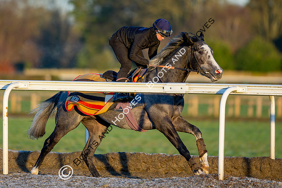 Newmarket Gallops