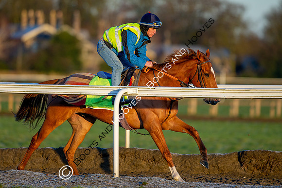 Newmarket Gallops