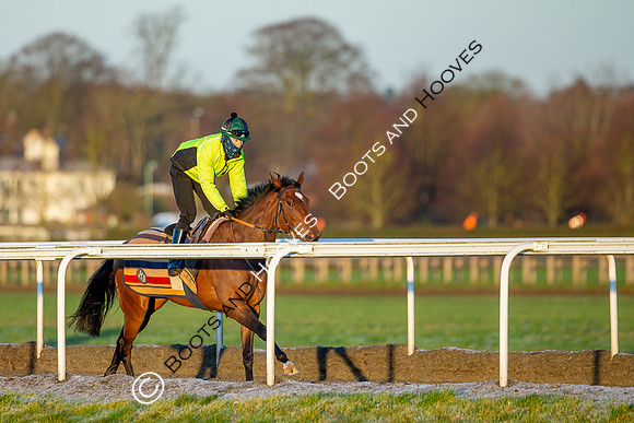 Newmarket Gallops