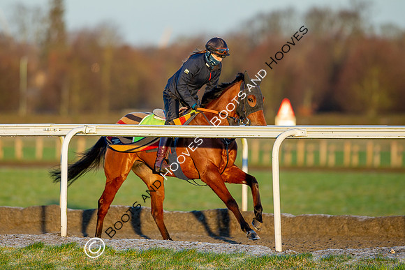 Newmarket Gallops
