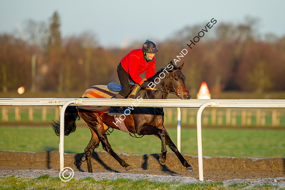 Newmarket Gallops