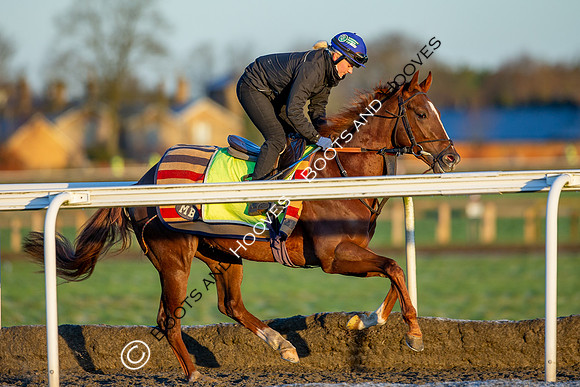 Newmarket Gallops