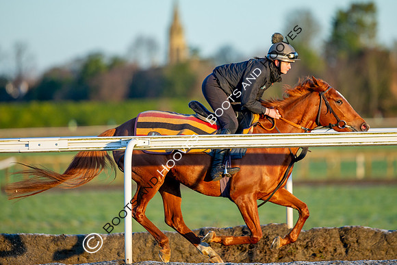 Newmarket Gallops