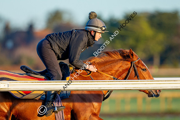 Newmarket Gallops