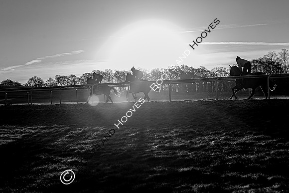Newmarket Gallops