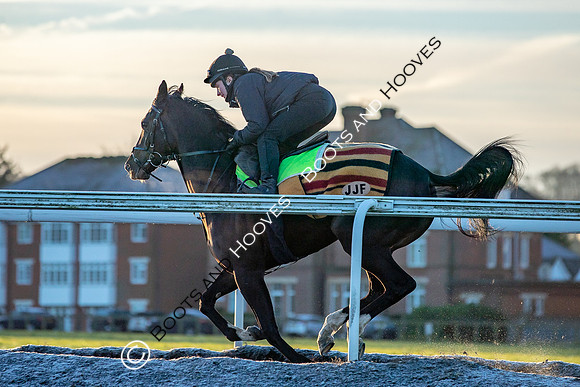 Newmarket Gallops
