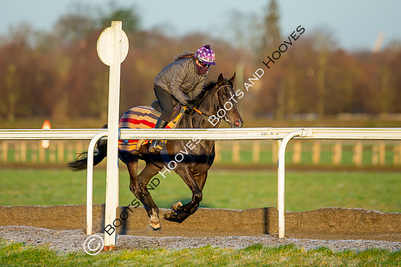 Newmarket Gallops
