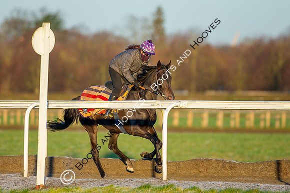 Newmarket Gallops