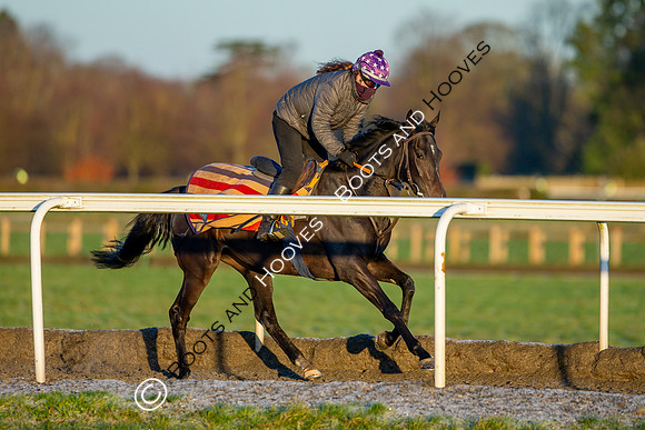 Newmarket Gallops