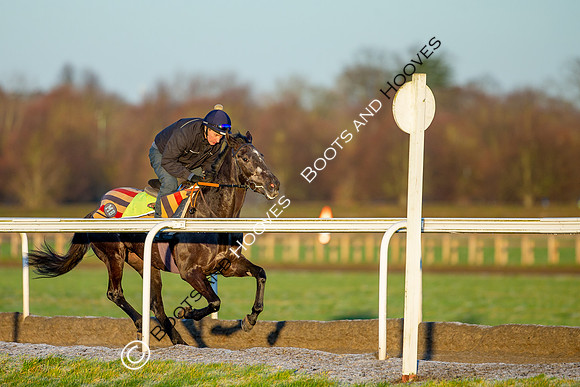 Newmarket Gallops