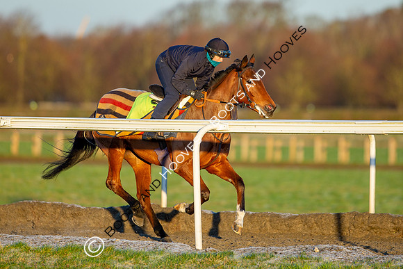 Newmarket Gallops