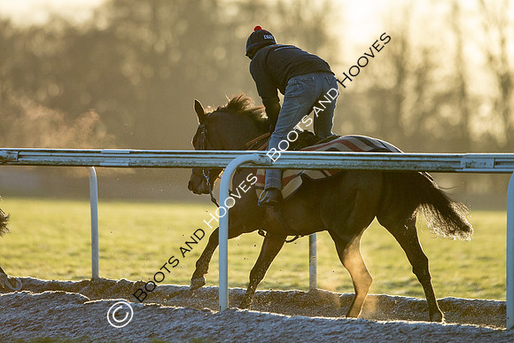 Newmarket Gallops