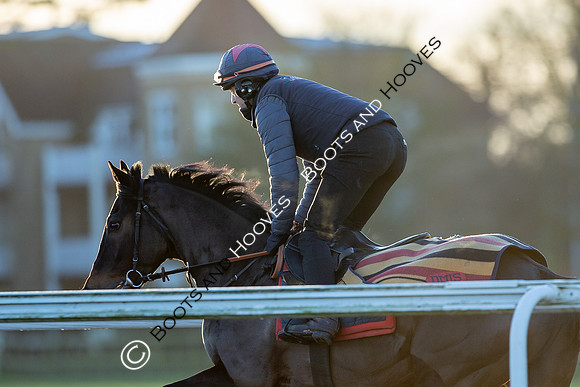 Newmarket Gallops