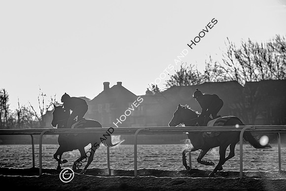 Newmarket Gallops