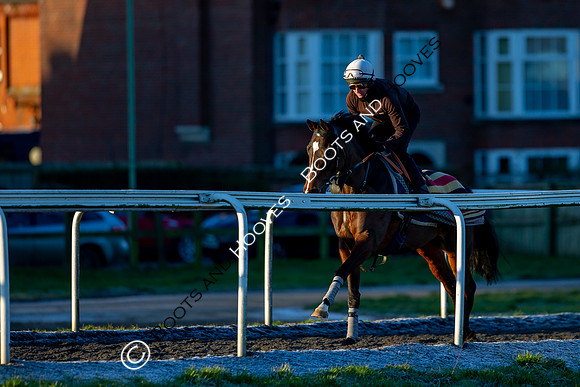 Newmarket Gallops