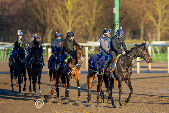 Newmarket Gallops