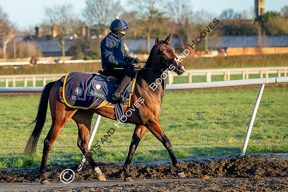 Newmarket Gallops