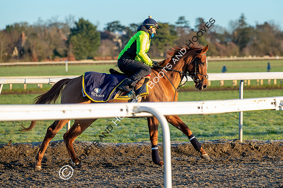 Newmarket Gallops