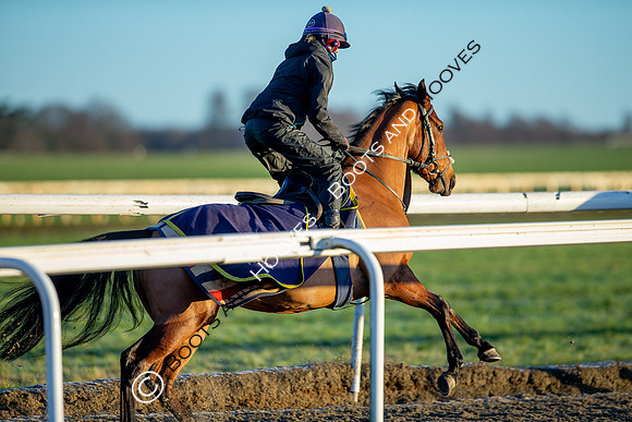 Newmarket Gallops