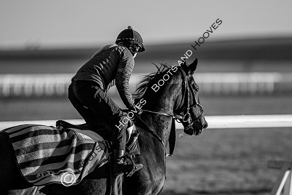Newmarket Gallops