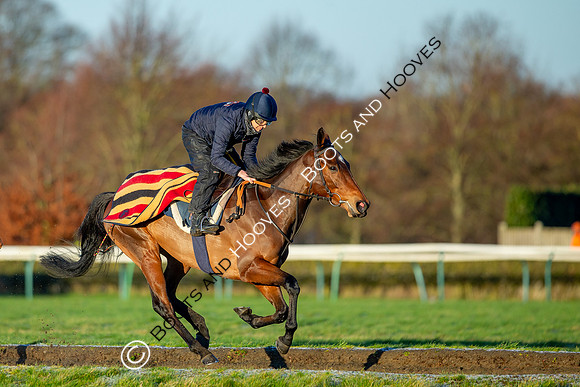 Newmarket Gallops