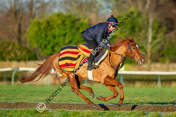 Newmarket Gallops