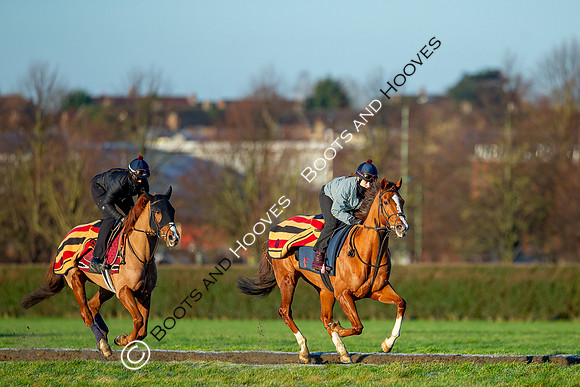 Newmarket Gallops