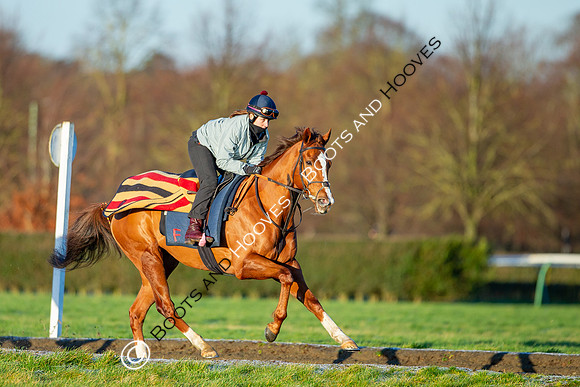Newmarket Gallops