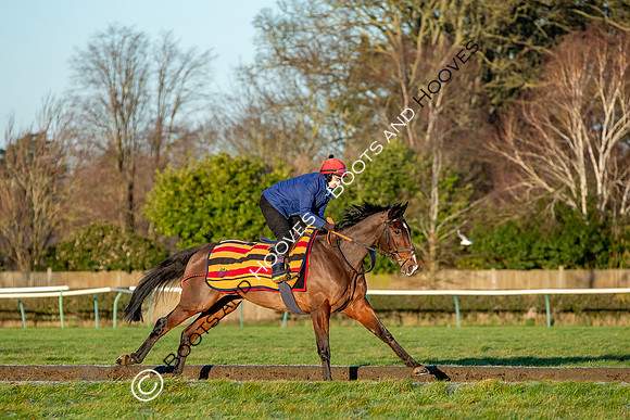 Newmarket Gallops