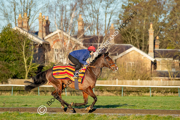 Newmarket Gallops