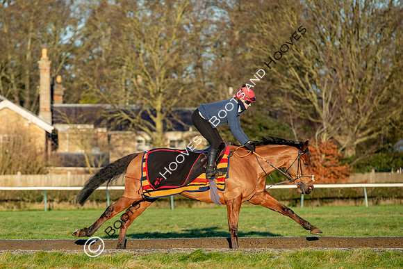 Newmarket Gallops