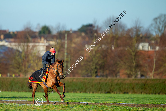 Newmarket Gallops