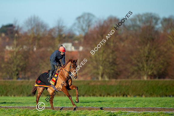 Newmarket Gallops