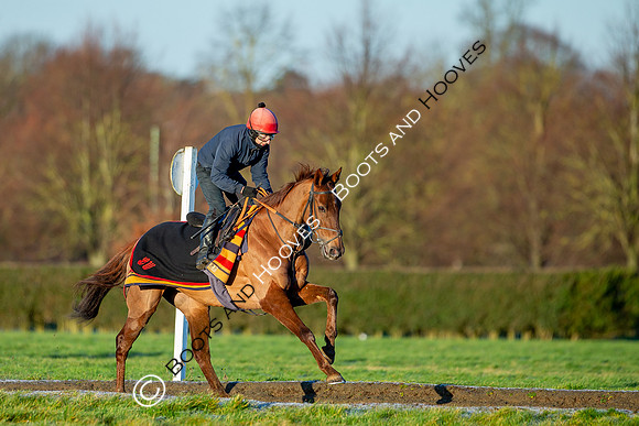 Newmarket Gallops