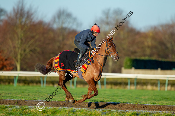 Newmarket Gallops