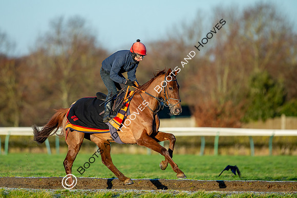 Newmarket Gallops