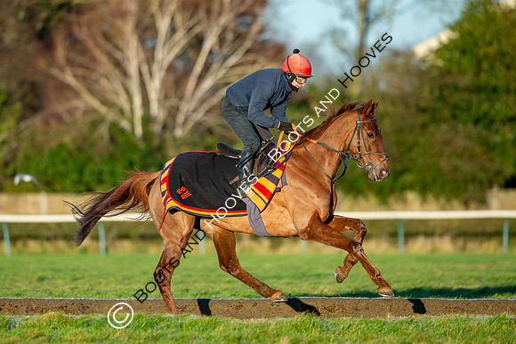 Newmarket Gallops