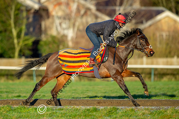 Newmarket Gallops