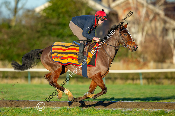 Newmarket Gallops