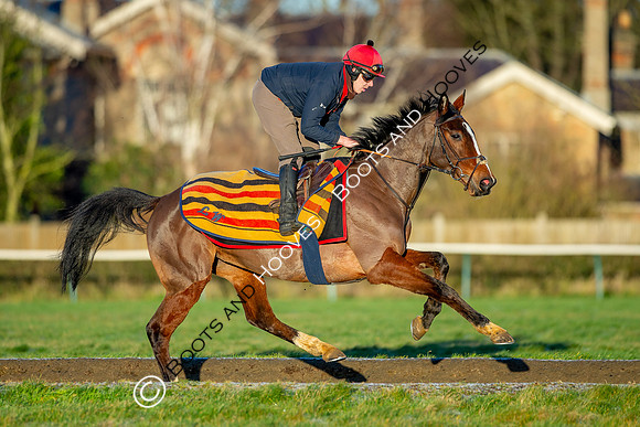 Newmarket Gallops