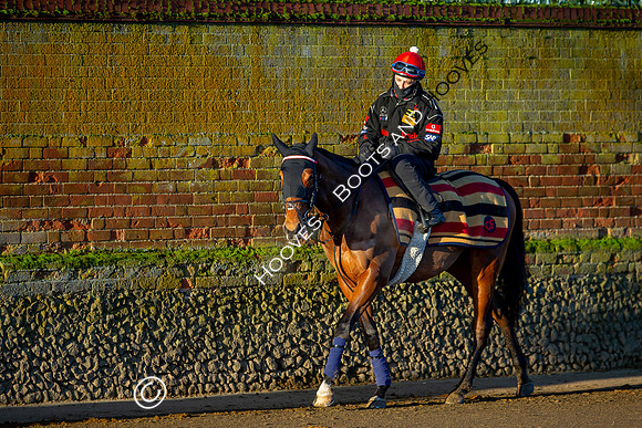 Newmarket Gallops