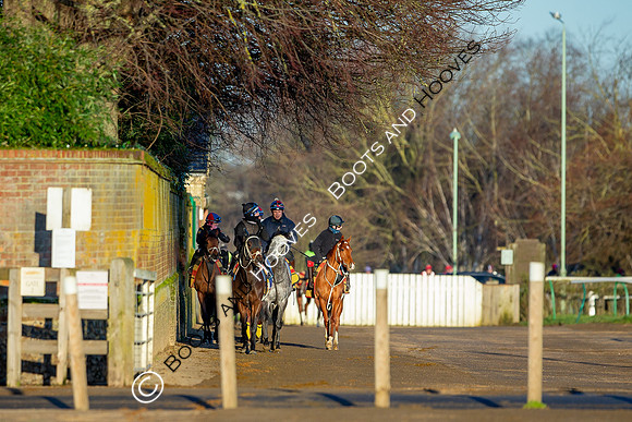 Newmarket Gallops
