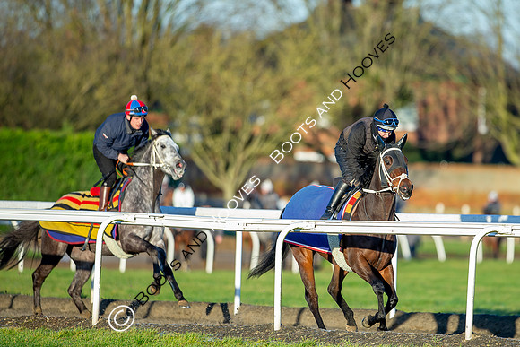 Newmarket Gallops