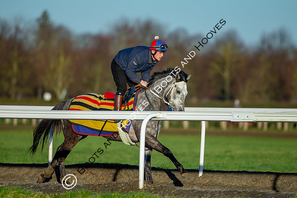 Newmarket Gallops
